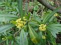 West-Himalayan Skimmia